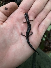 Plethodon dixi