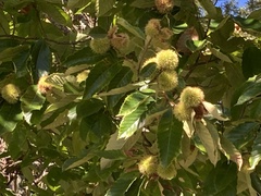 Castanea mollissima