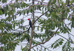 Campephilus melanoleucos