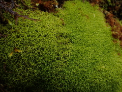 Tortella