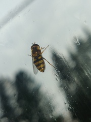 Metasyrphus