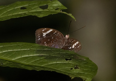 Lexias aeetes