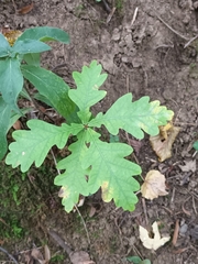 Quercus robur