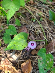 Ipomoea × leucantha