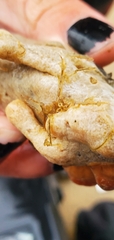 Caprella