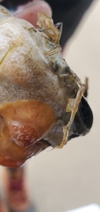 Caprella