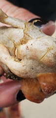 Caprella