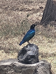 Lamprotornis superbus