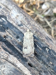Agrotis trux
