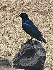 Lamprotornis superbus