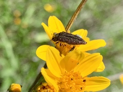 Acmaeodera cuprina
