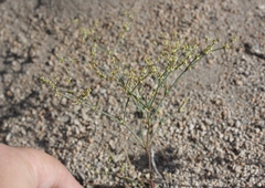 Eriogonum brachyanthum