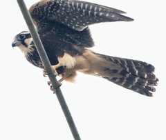 Falco femoralis