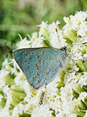 Erora quaderna quaderna