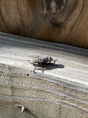 Oestroidea