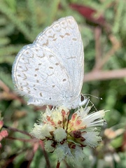 Celastrina echo gozora