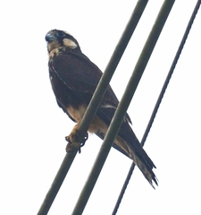 Falco femoralis
