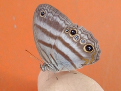 Euptychiina