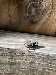 Oestroidea