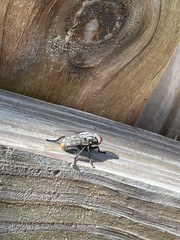 Oestroidea