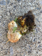 Ganoderma resinaceum