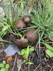 Chroogomphus vinicolor