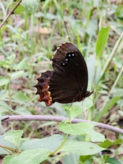 Gyrocheilus patrobas patrobas