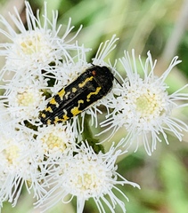 Acmaeodera scalaris