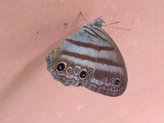 Euptychiina