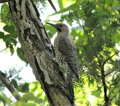 Colaptes auratus luteus