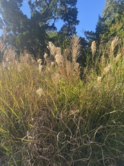 Miscanthus