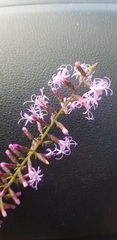 Liatris gracilis