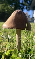 Oudemansiella