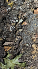 Agkistrodon contortrix