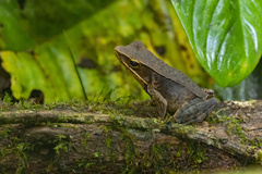Lithobates warszewitschii