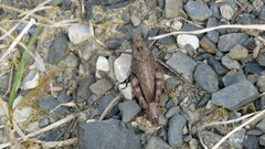 Psophus stridulus