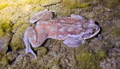 Rhinella arenarum