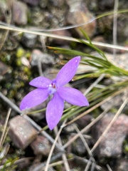 Glossodia minor