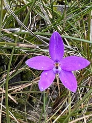 Glossodia minor