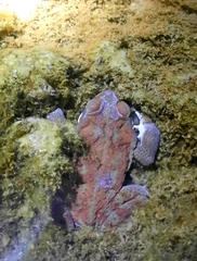 Rhinella arenarum