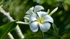 Plumeria obtusa
