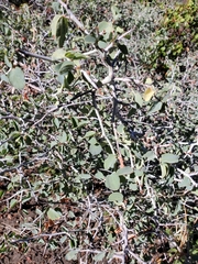 Ceanothus cordulatus