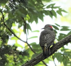 Colaptes auratus luteus
