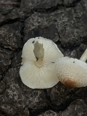 Lepiota