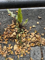 Rumex hydrolapathum