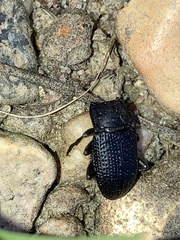 Asiopus minimus