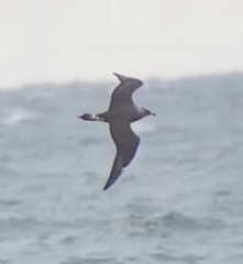 Stercorarius parasiticus