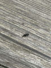 Glischrochilus vittatus