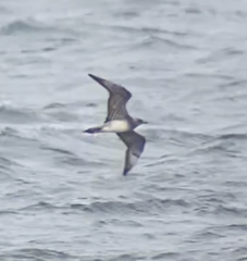 Stercorarius parasiticus