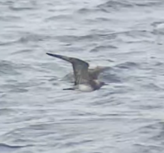 Stercorarius parasiticus